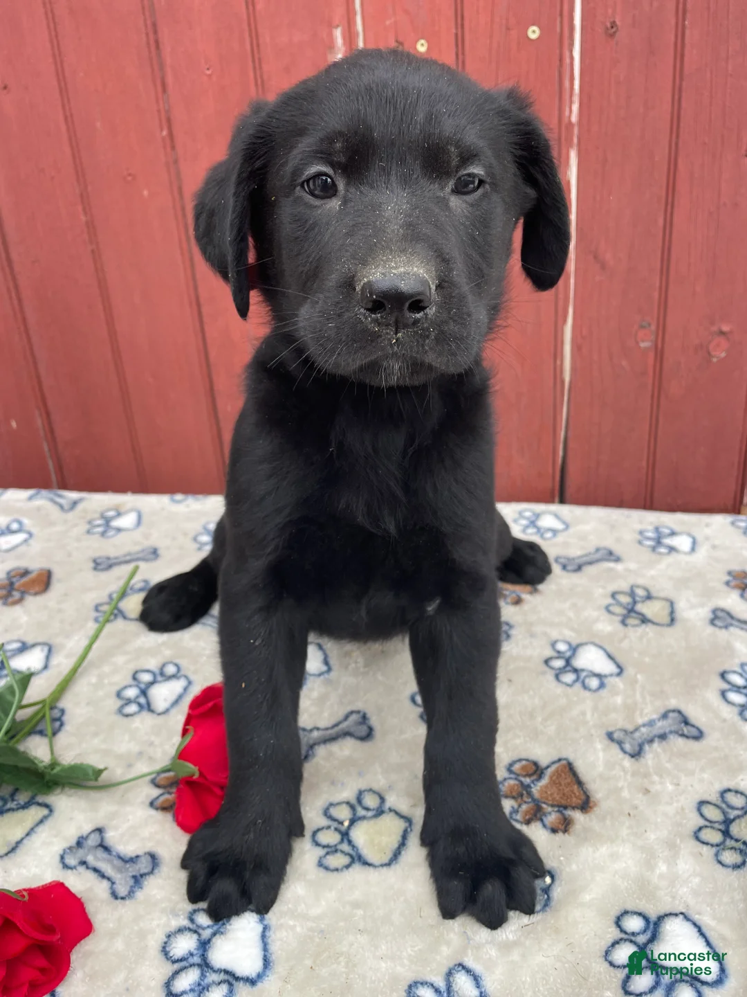 Sheprador dogs for sale: Cory - Ad 4