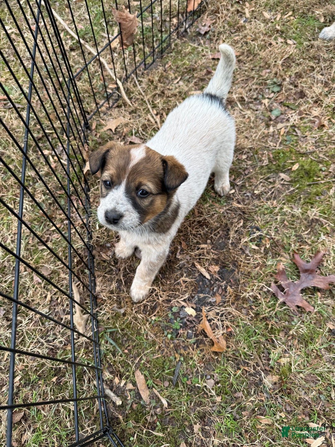 Australian Cattle Dog dogs for sale: Australian Cattle Dog Puppy 6 - Ad 3