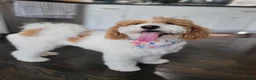 Mini Goldendoodle dogs for sale: Mini Goldendoodle Male 2 - Ad 2