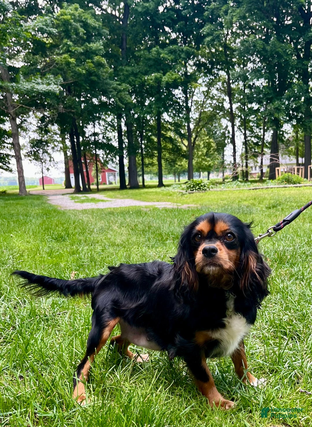 Cavapoo dogs for sale: Eve - Ad 4