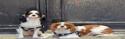 Cavalier King Charles Spaniel dogs for sale: princess - Ad 11