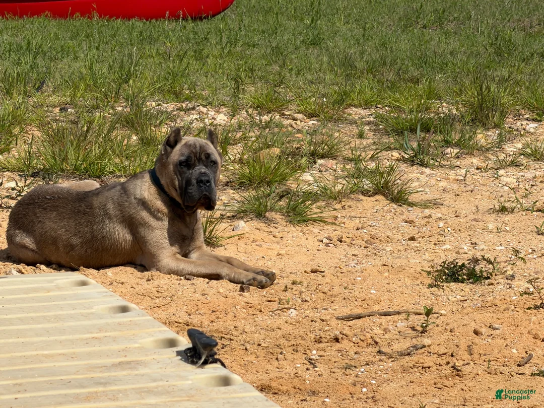 Cane Corso dogs for sale: Nova - Ad 2