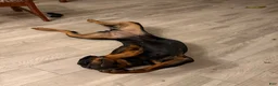 Rottweiler dogs for sale: Lola  - Ad 3
