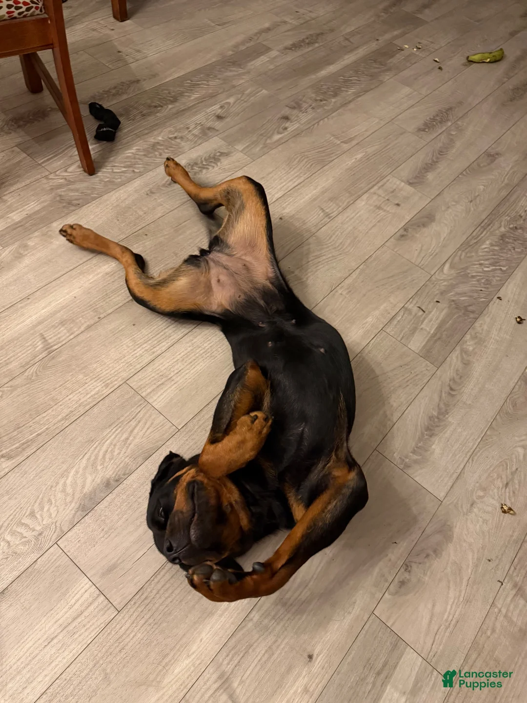 Rottweiler dogs for sale: Lola  - Ad 3