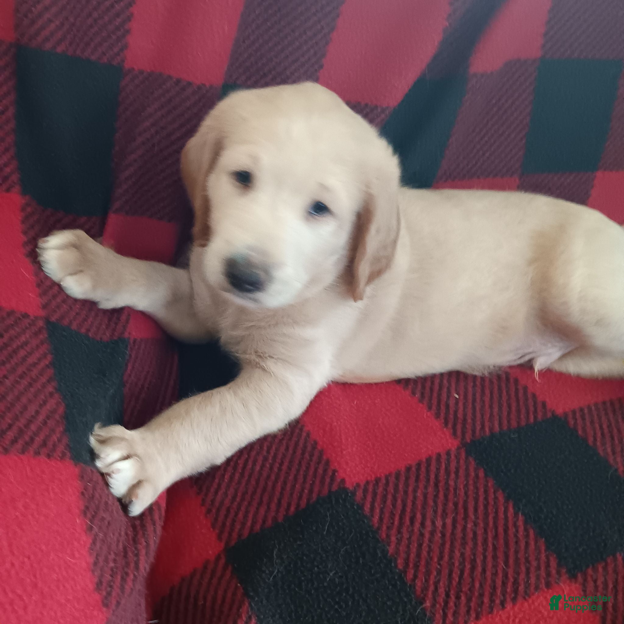 Labradoodle dogs Labradoodle 1 - Ad 1