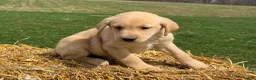 Labrador Retriever dogs for sale: Grant - Ad 2