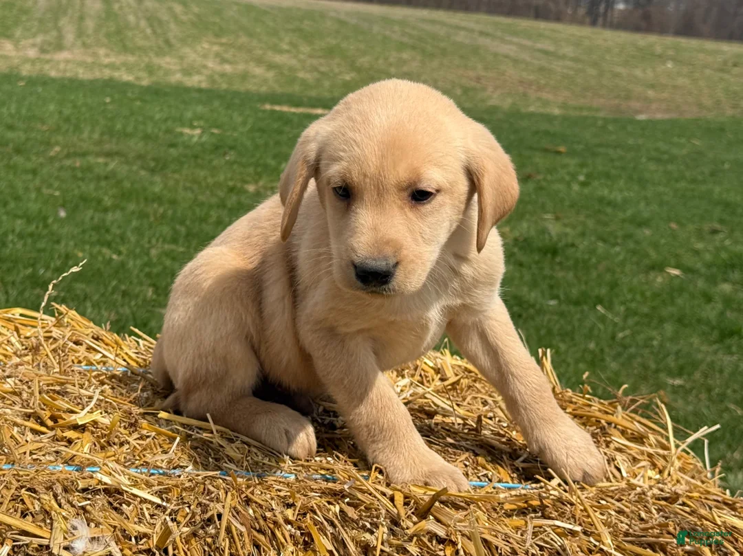 Labrador Retriever dogs for sale: Grant - Ad 2