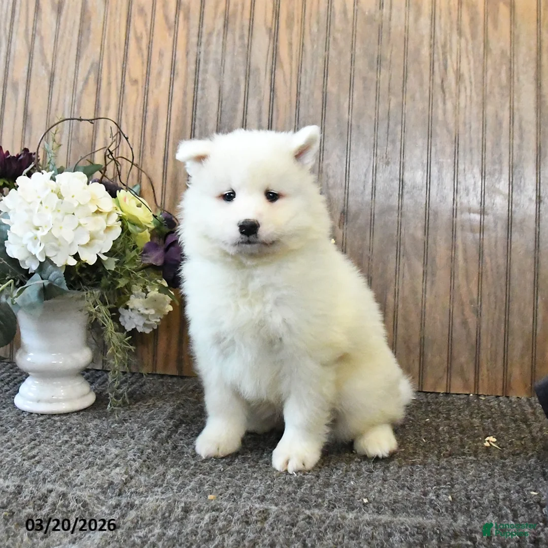 Samoyed dogs for sale: Sunny  - Ad 2