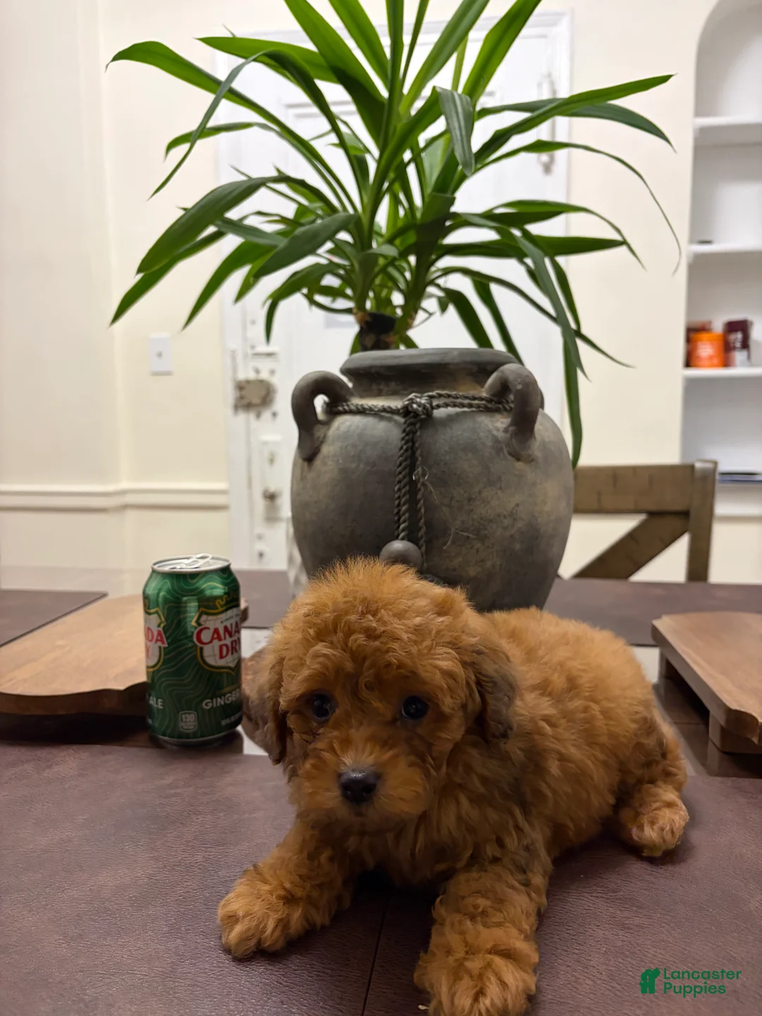 Toy Poodle dogs for sale: Cash - Ad 2