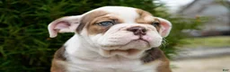English Bulldog dogs for sale: Barnes Male - Ad 1