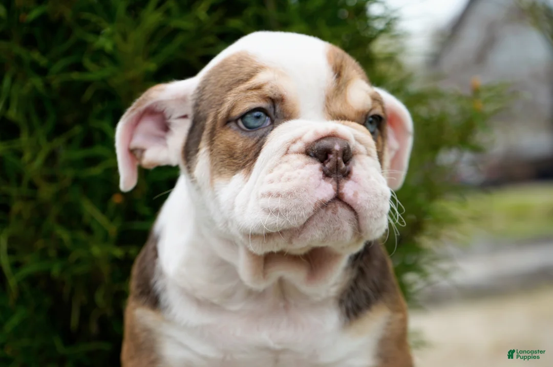 English Bulldog dogs for sale: Barnes Male - Ad 1