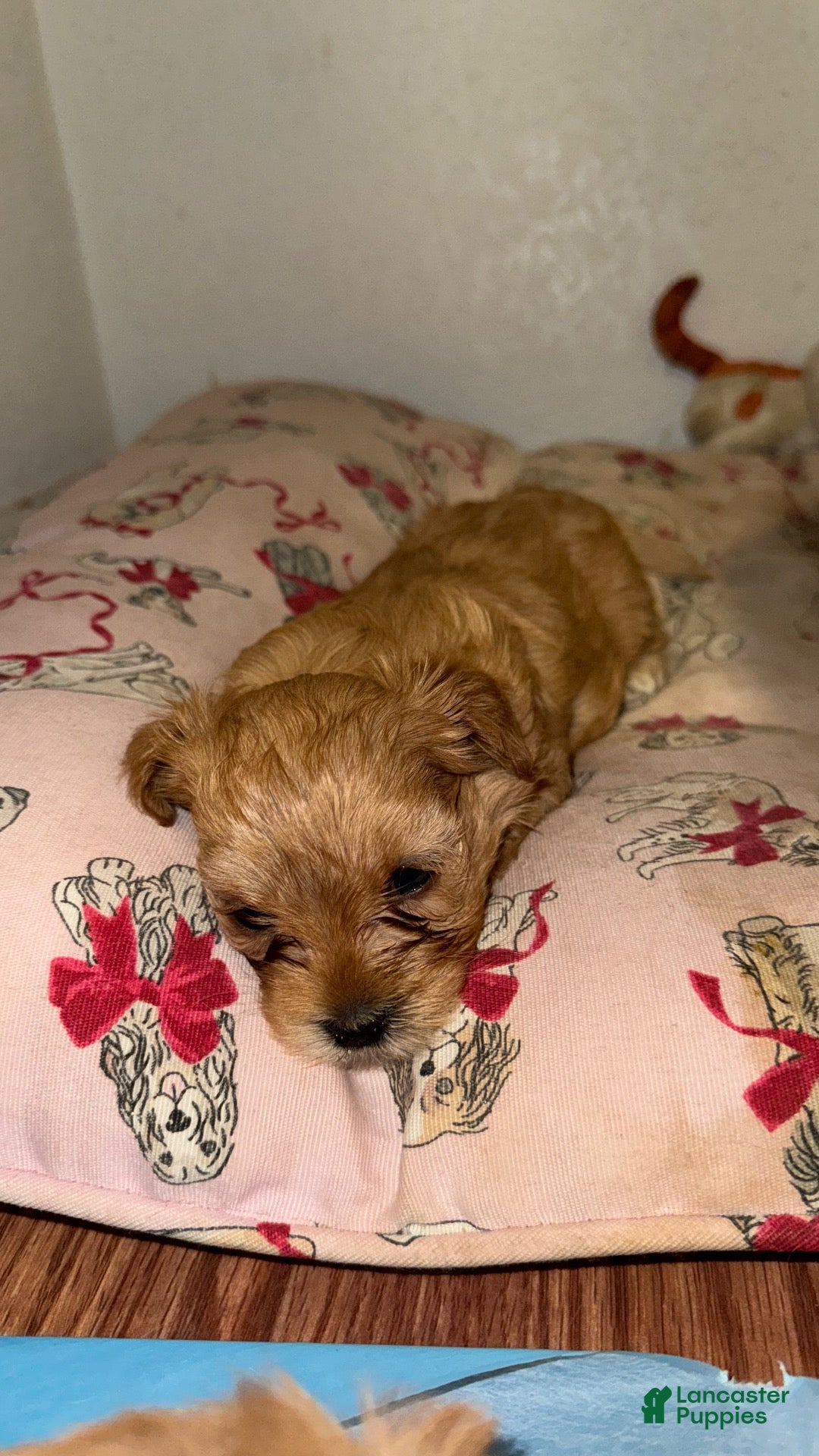 Yorkiepoo dogs Yorkiepoo 2 - Ad 4