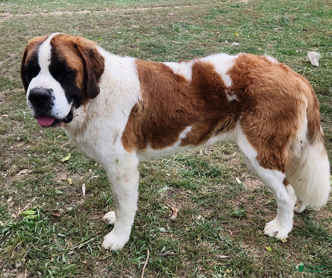Saint Bernard dogs for sale: Tess - Ad 5