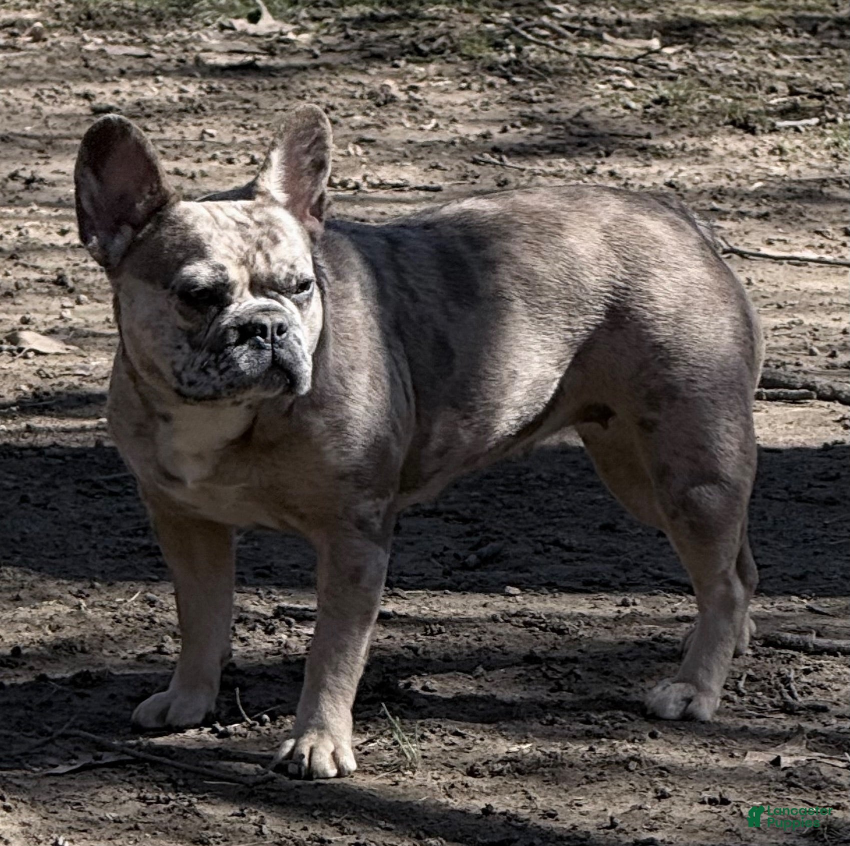 French Bulldog dogs French Bulldog 2 - Ad 2
