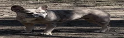French Bulldog dogs for sale: French Bulldog 2 - Ad 2