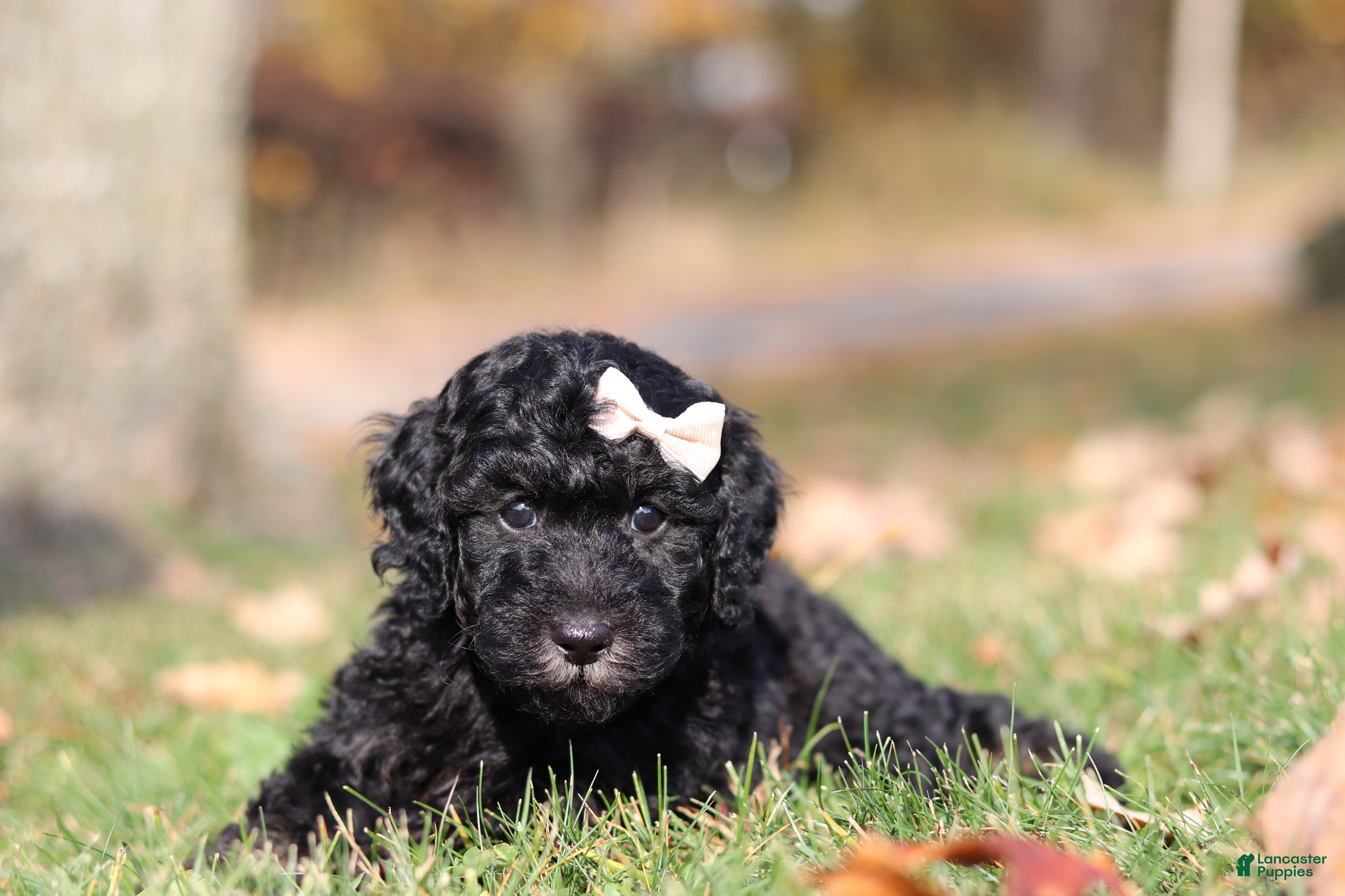 Miniature Poodle dogs for sale: Janice - Ad 2