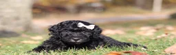 Miniature Poodle dogs for sale: Janice - Ad 2