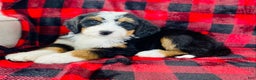 Bernedoodle dogs for sale: Princess - Ad 1