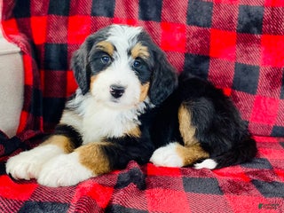 Bernedoodle dogs Princess - Ad 7