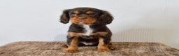 Cavalier King Charles Spaniel dogs for sale: Dahlia - Ad 3