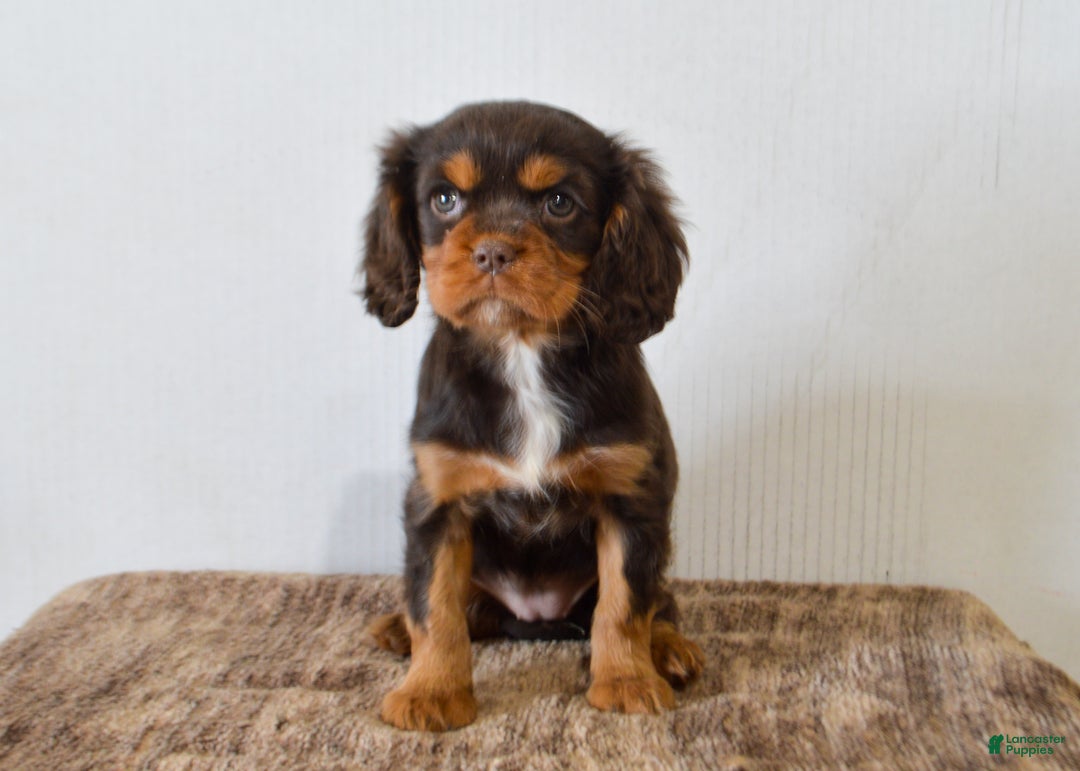 Cavalier King Charles Spaniel dogs for sale: Dahlia - Ad 3