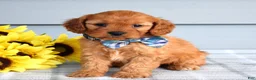 Cavapoo dogs for sale: Cleo - Ad 2