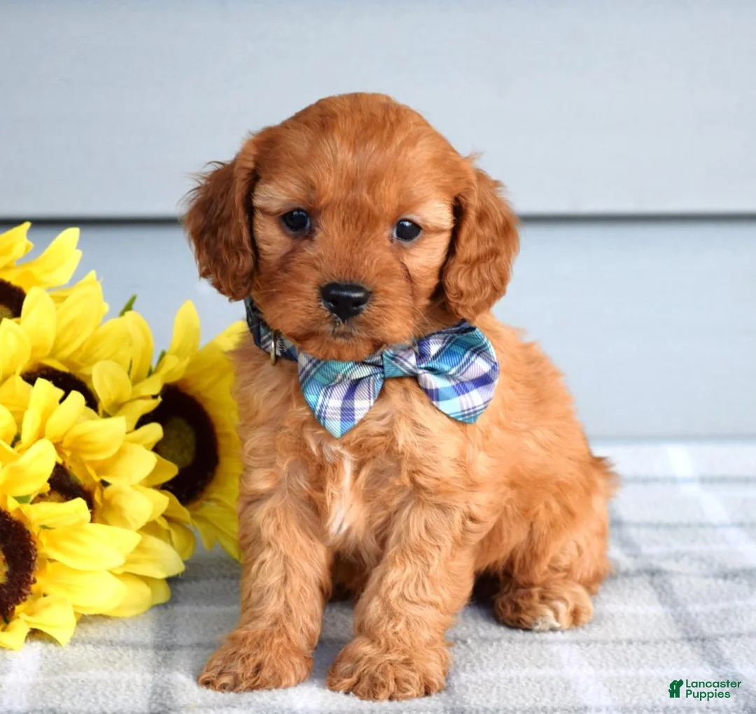 Cavapoo dogs for sale: Cleo - Ad 2