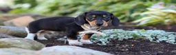 Miniature Dachshund dogs for sale: Duke - Ad 4