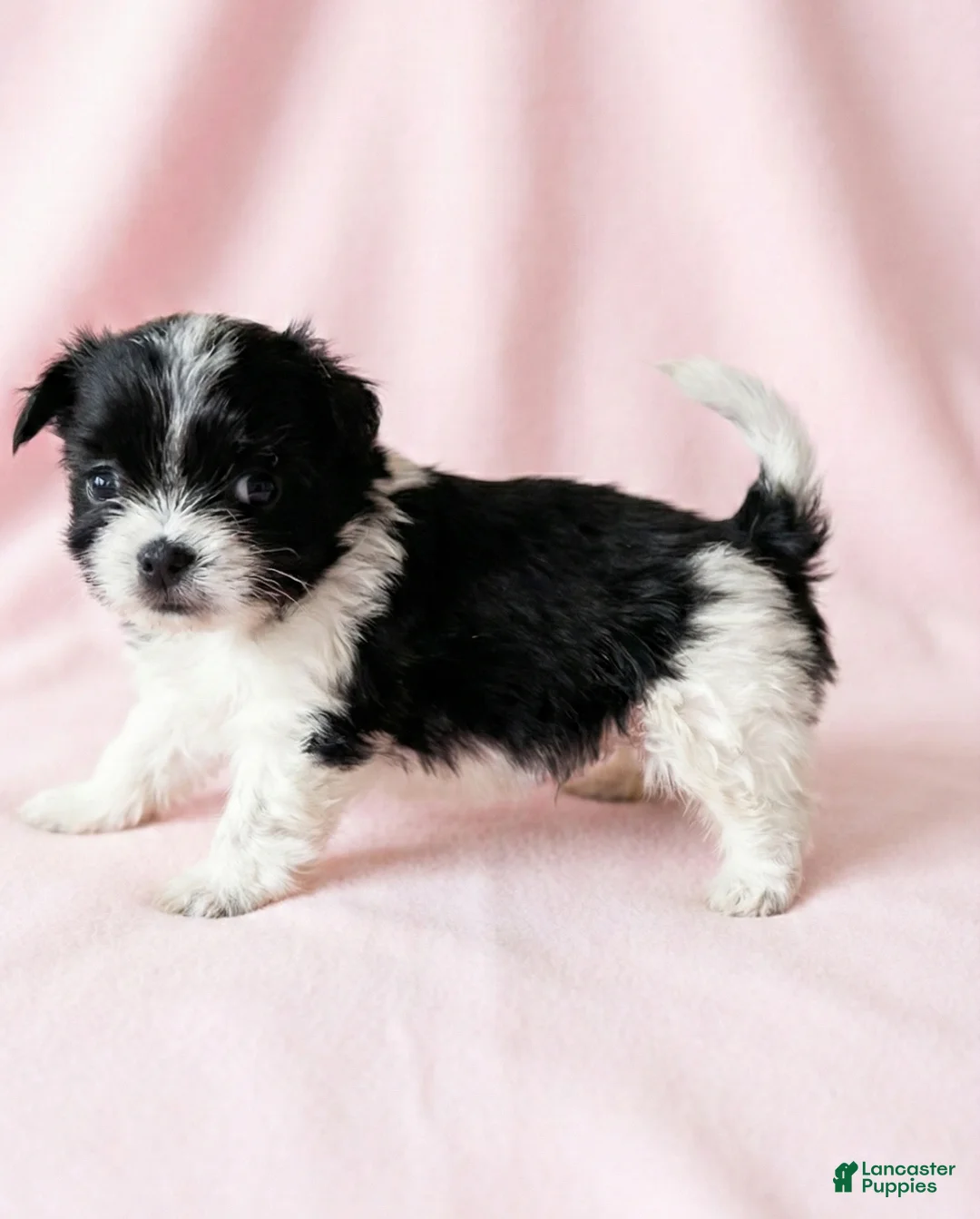 Mixed Breed dogs for sale: Dolly - Ad 4