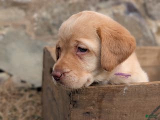 Labrador Retriever dogs Chloe - Ad 31