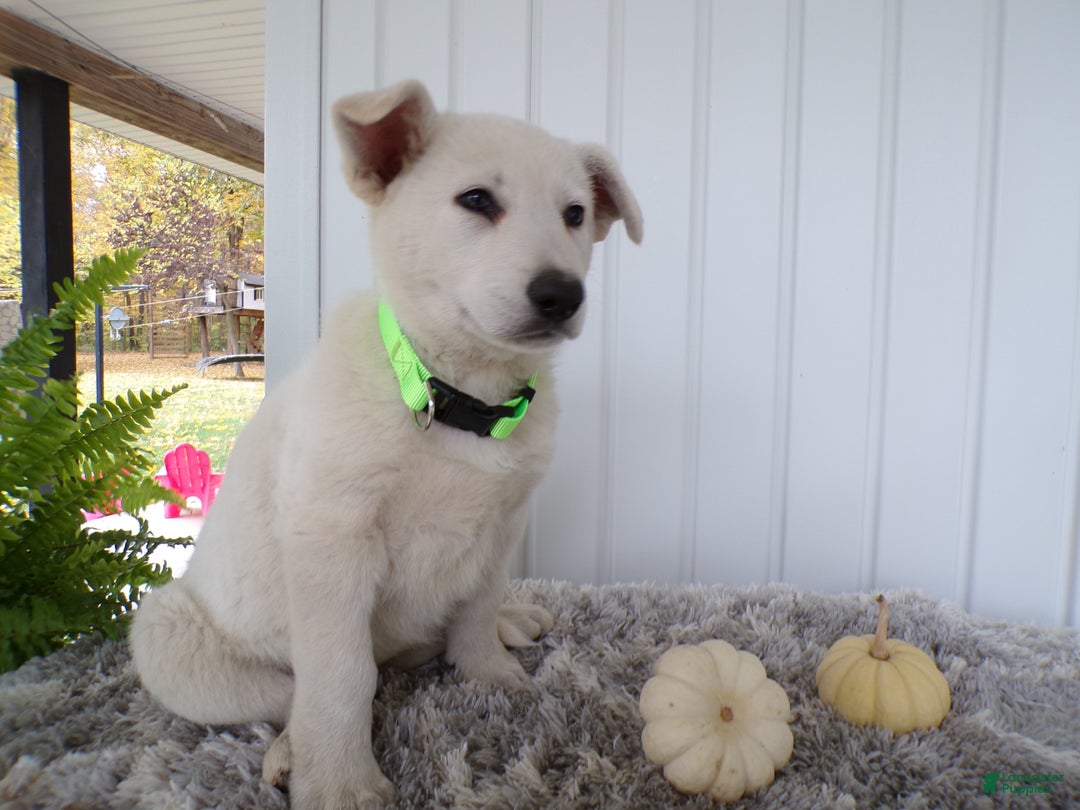 German Shepherd dogs for sale: German Shepherd Puppy 1 Trever - Ad 3