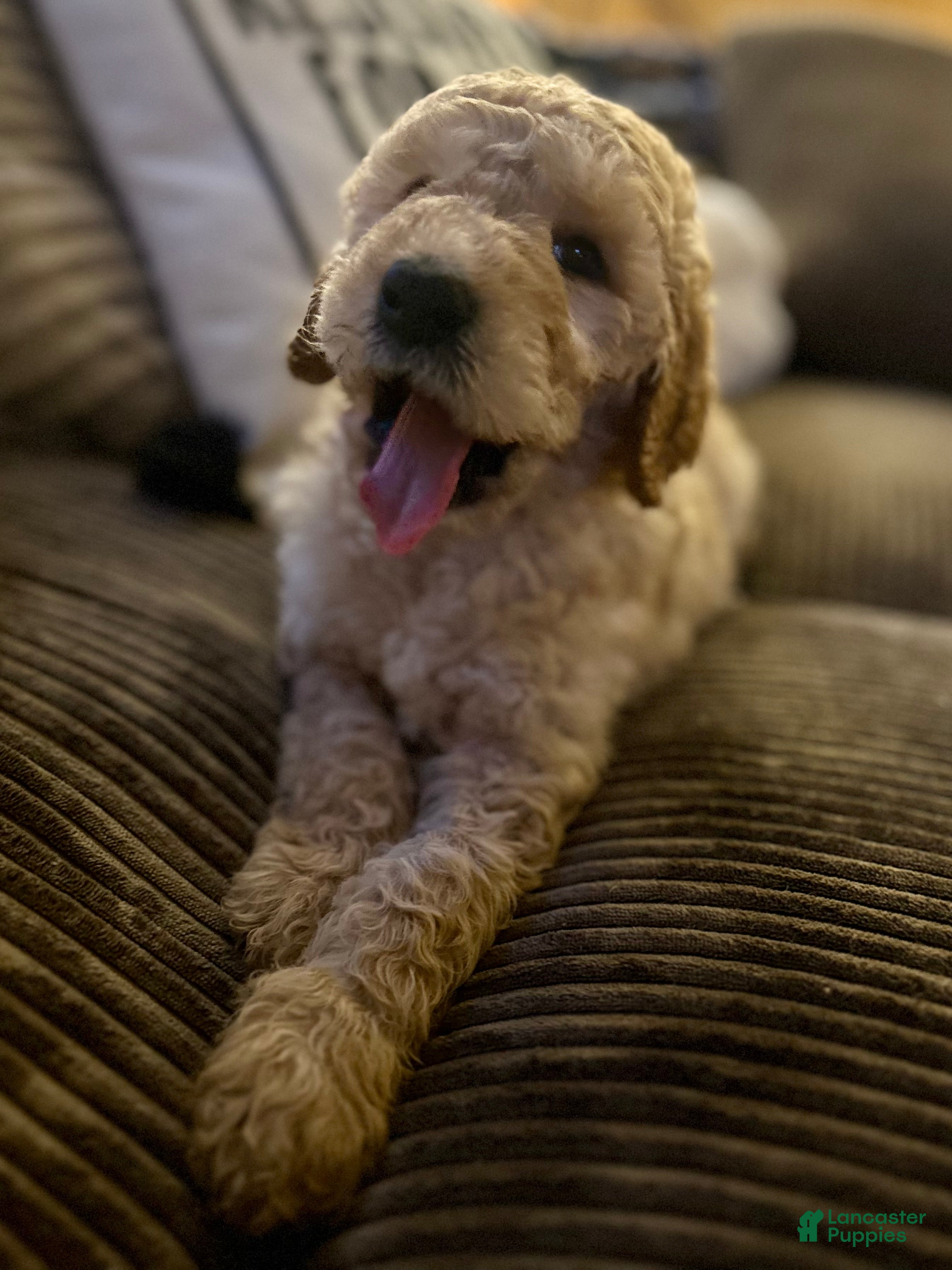 Goldendoodle dogs Remy - Brown Collar  - Ad 32