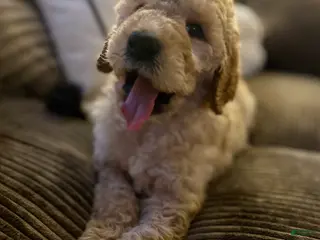 Goldendoodle dogs Remy - Brown Collar - Ad 10