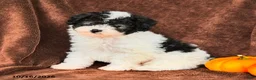 Miniature Poodle dogs for sale: Oreo - Ad 5