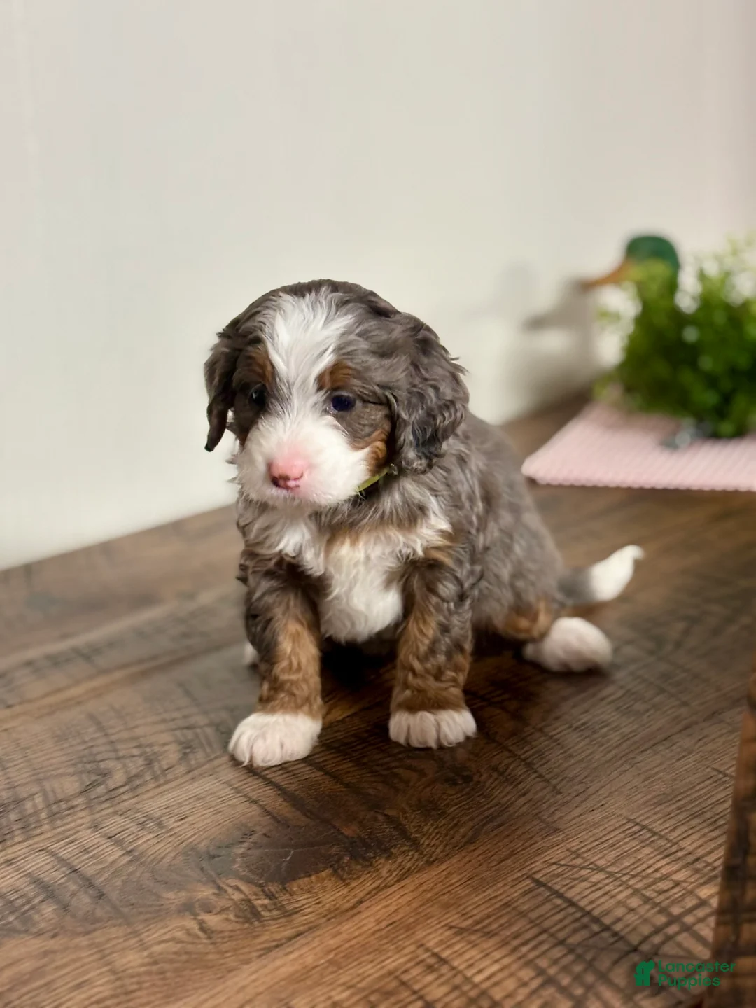 Mini Bernedoodle dogs for sale: Willow Mini Bernedoodle Puppy 4 - Ad 1