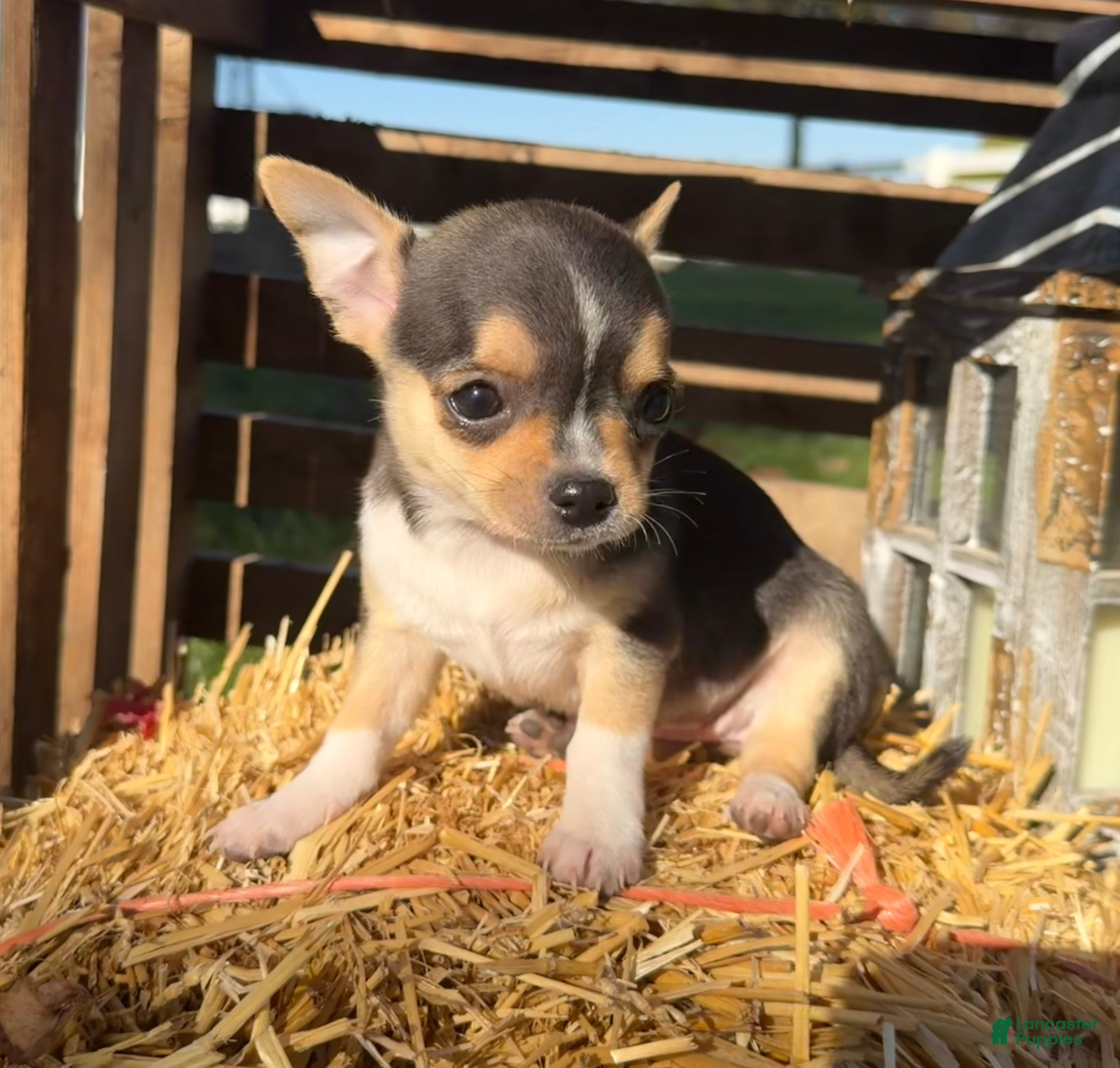 Chihuahua dogs for sale: Ally - Ad 2