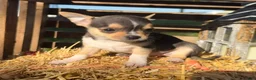 Chihuahua dogs for sale: Ally - Ad 2