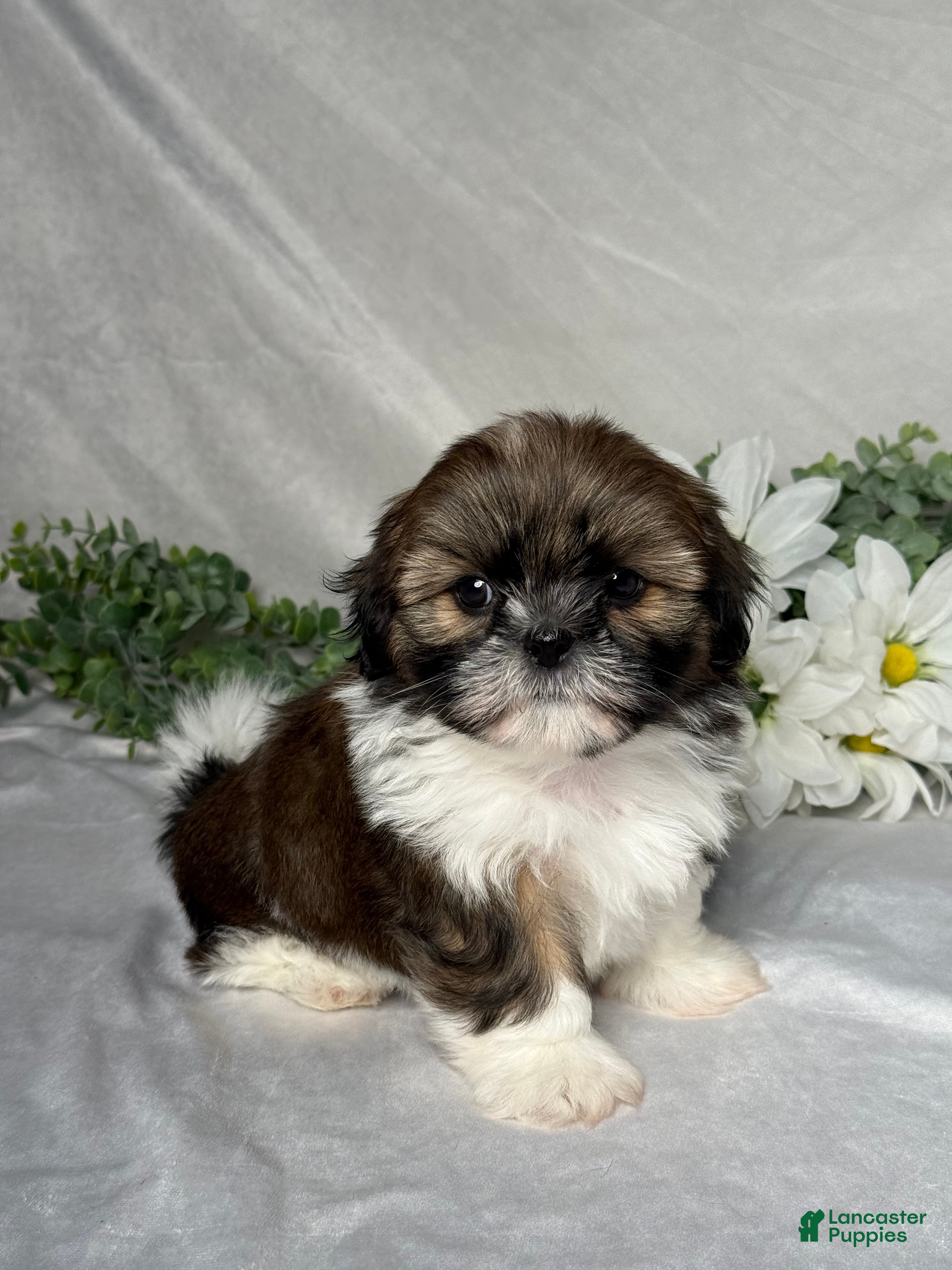 Shih Tzu dogs Max - Ad 2