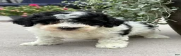 Havapoo dogs for sale:  Buddy - Ad 1