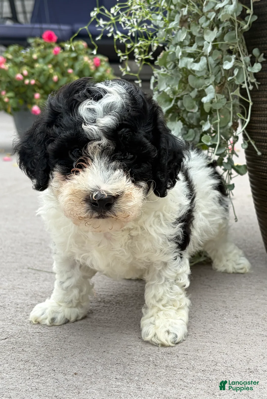 Havapoo dogs for sale:  Buddy - Ad 1