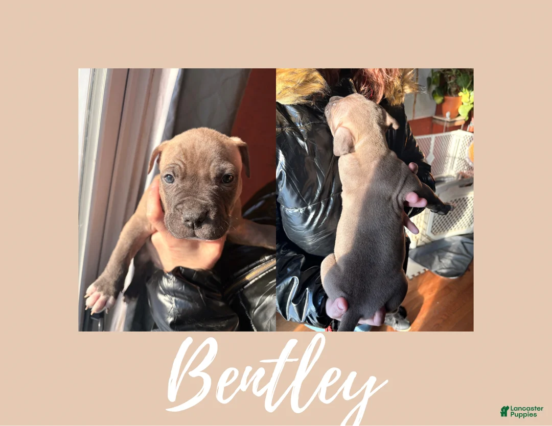 American Pit Bull Terrier dogs for sale: American Pit Bull Terrier Puppy 3 - Ad 1