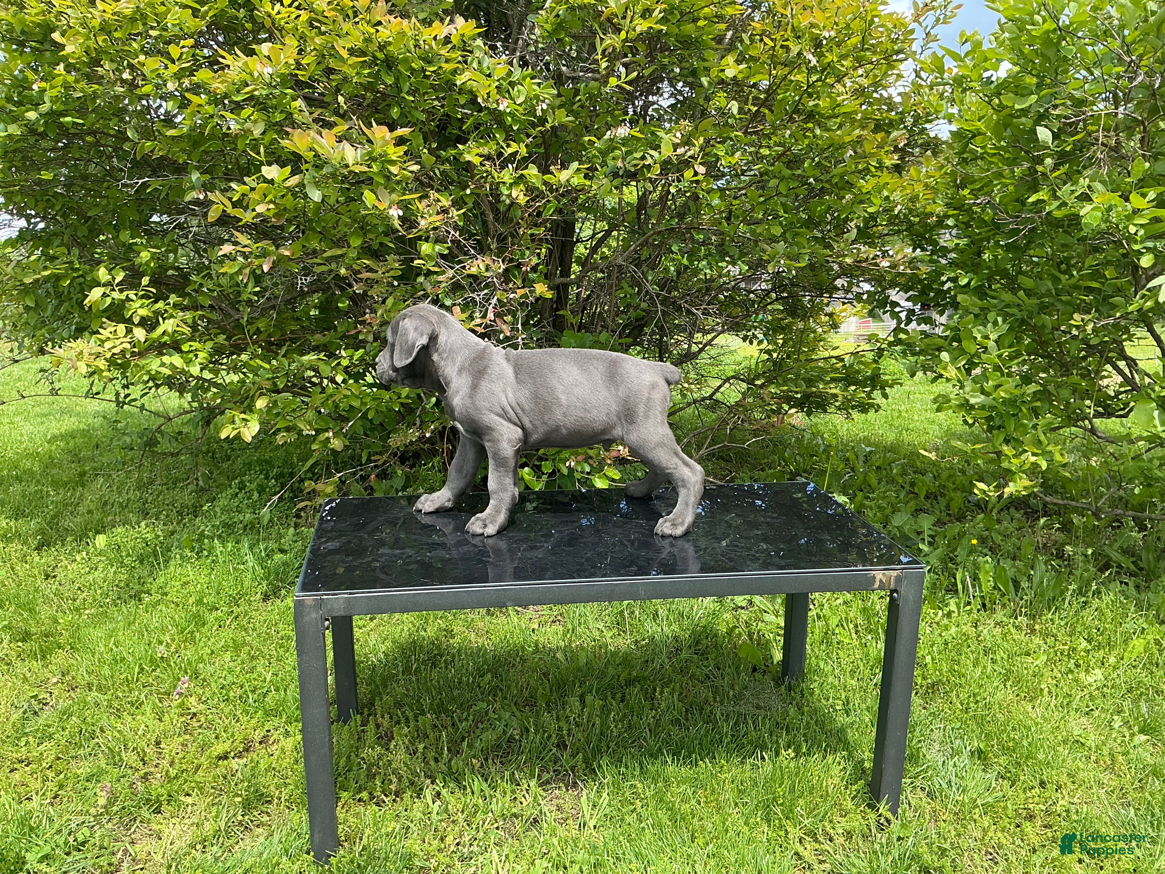 Cane Corso dogs Cane Corso Puppy 3 - Ad 2