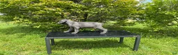Cane Corso dogs for sale: Cane Corso Puppy 3 - Ad 2