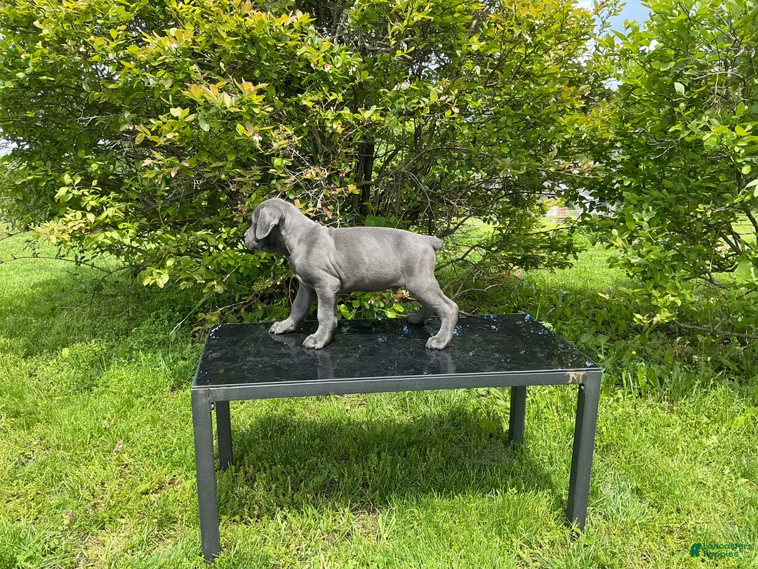 Cane Corso dogs for sale: Cane Corso Puppy 3 - Ad 2