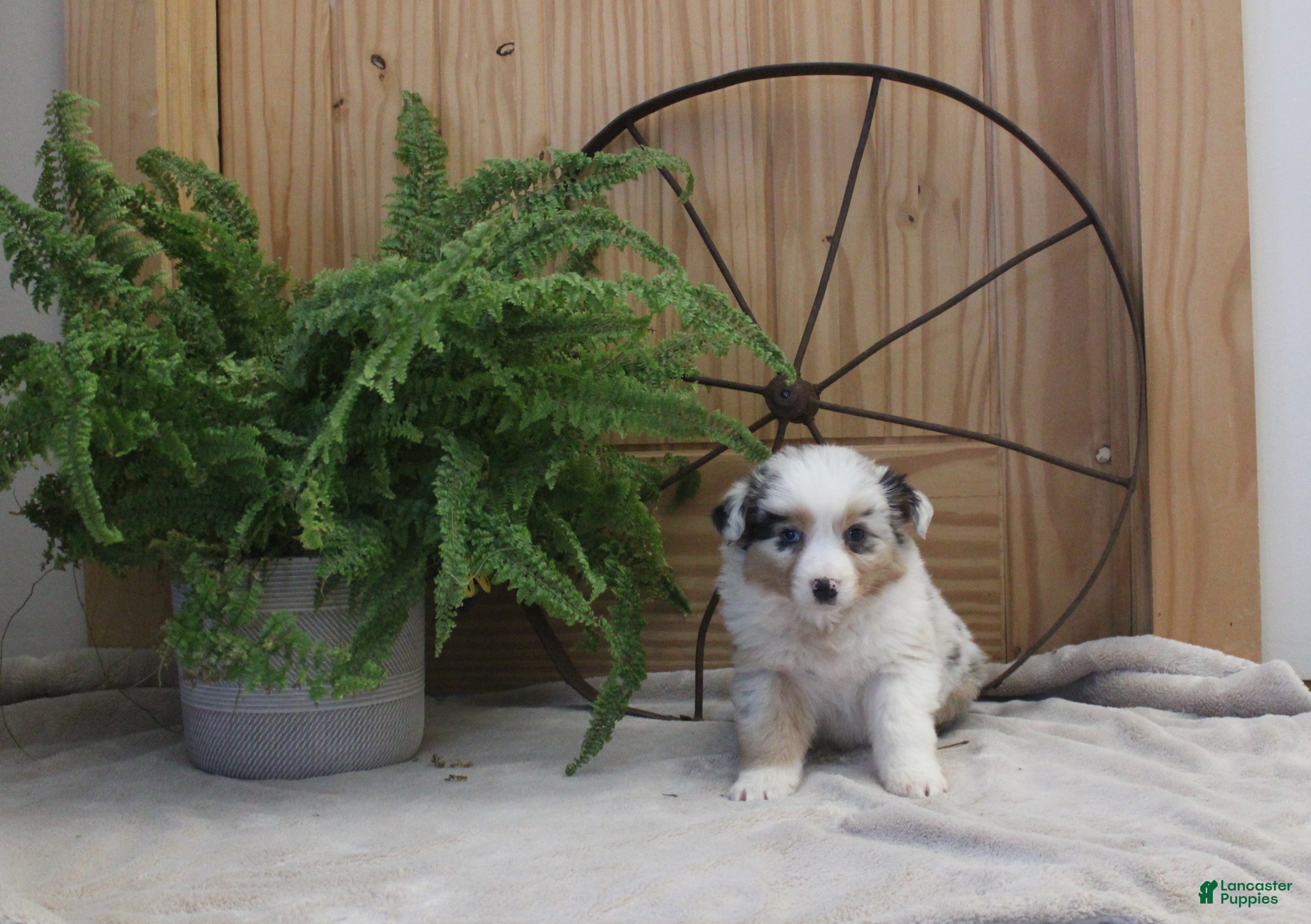 Australian Shepherd dogs Bailey - Ad 28