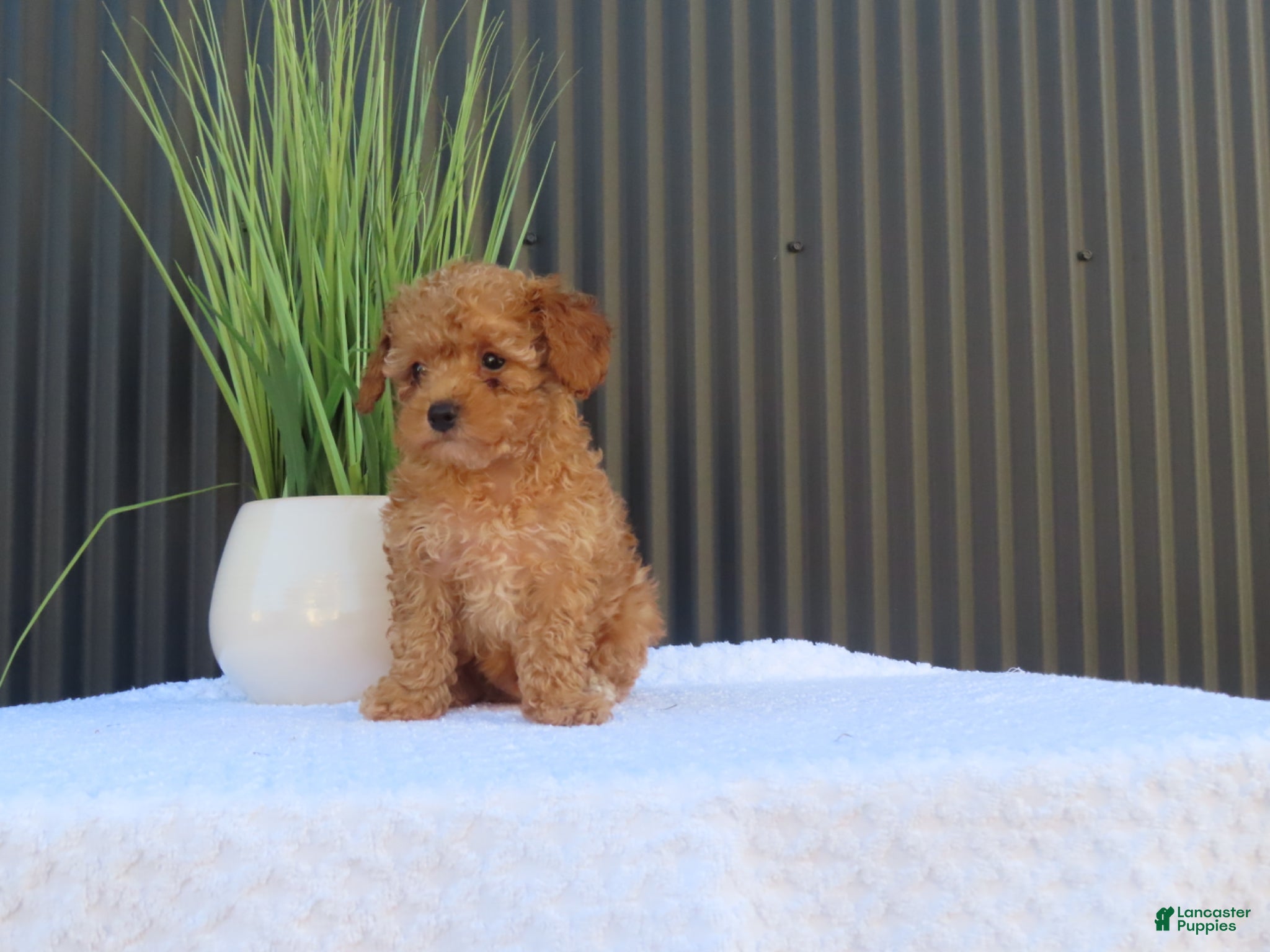 Toy Poodle dogs for sale: Bobby - Ad 5