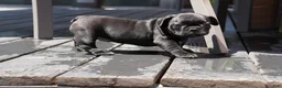 French Bulldog dogs for sale: Lilo - Solid Black Female (No brindle) - Rare - Ad 16
