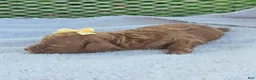 Toy Poodle dogs for sale: Calista - Akc Toy Poodle - Ad 5