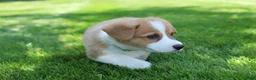 Welsh Corgi Pembroke dogs for sale: Milo  - Ad 6