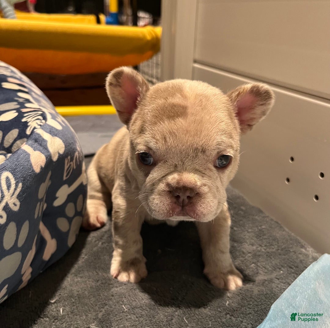 French Bulldog dogs for sale: French Bulldog Puppy 3 - Ad 6